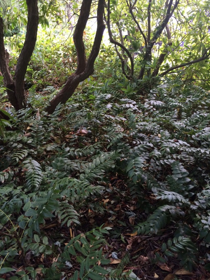 grove