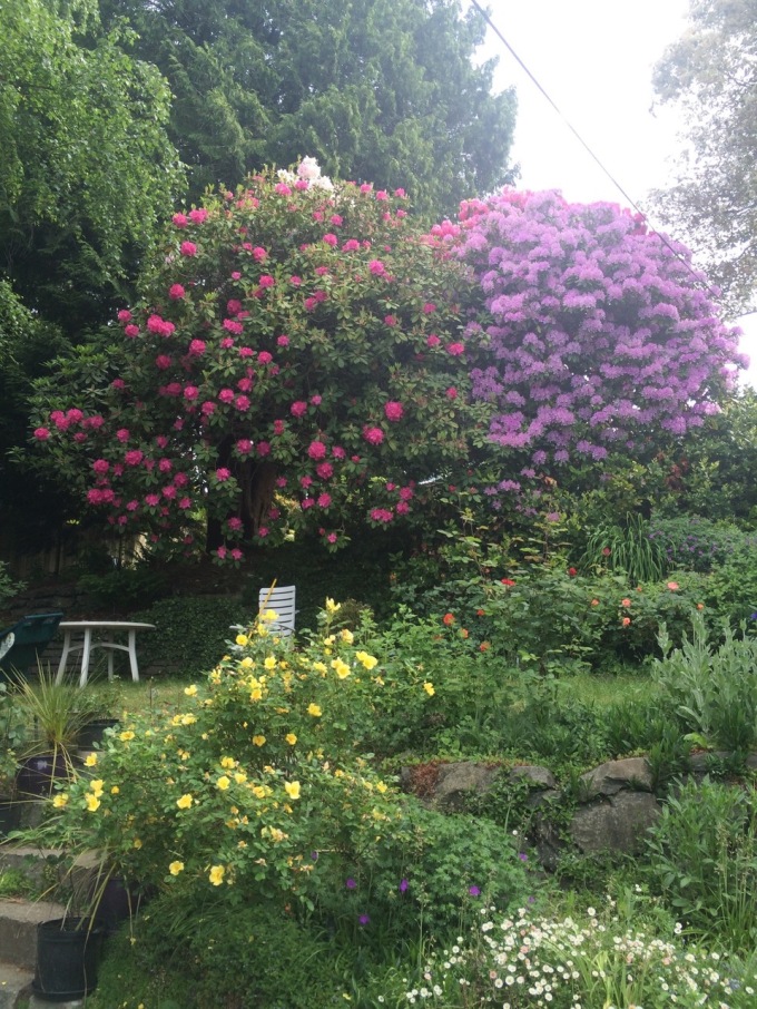 rhodies