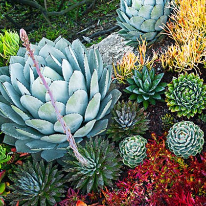 Beachside succulent garden; Sep'12; Tide Pool Beach Garden n Corona Del Mar, CA