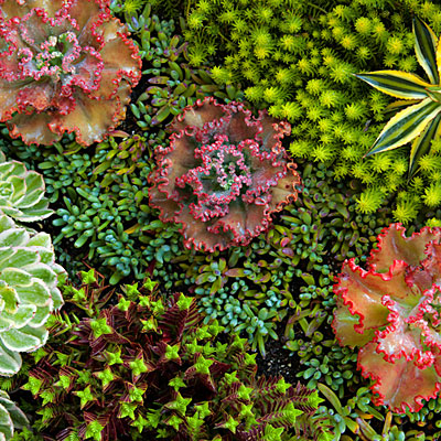 Beachside succulent garden; Sep'12; Tide pool beach garden n Corona Del Mar