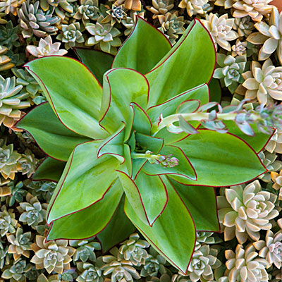 Beachside succulent garden; Sep'12; Tide pool beach garden n Corona Del Mar