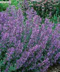 catmint